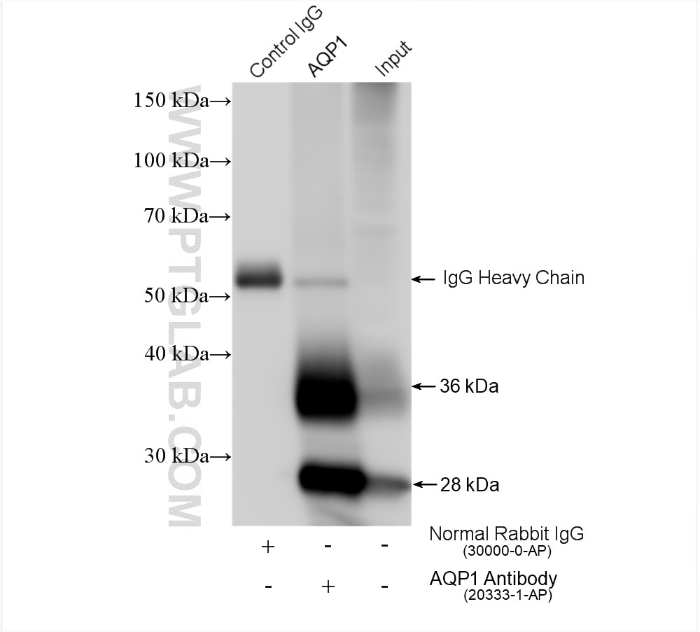 Immunoprecipitation (IP) experiment of mouse kidney tissue using AQP1 Polyclonal antibody (20333-1-AP)
