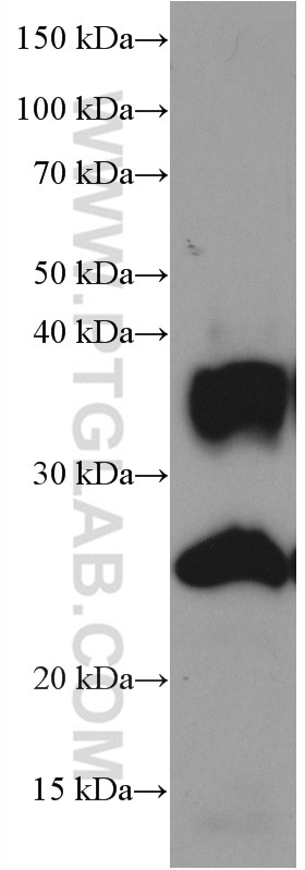 Western Blot (WB) analysis of human heart tissue using AQP1 Monoclonal antibody (66805-1-Ig)