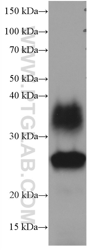 Western Blot (WB) analysis of pig kidney tissue using AQP1 Monoclonal antibody (66805-1-Ig)