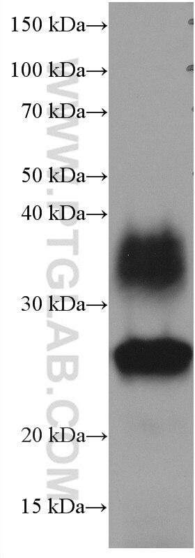 Western Blot (WB) analysis of pig kidney tissue using AQP1 Monoclonal antibody (66805-1-Ig)