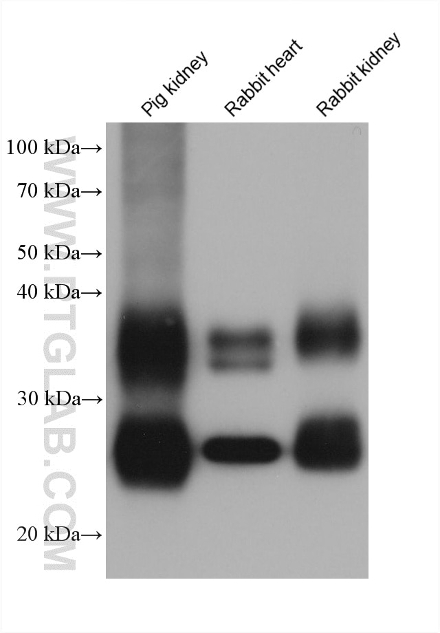 WB analysis using 66805-1-Ig Western Blot (WB) analysis of various lysates using AQP1 Monoclonal antibody (66805-1-Ig)