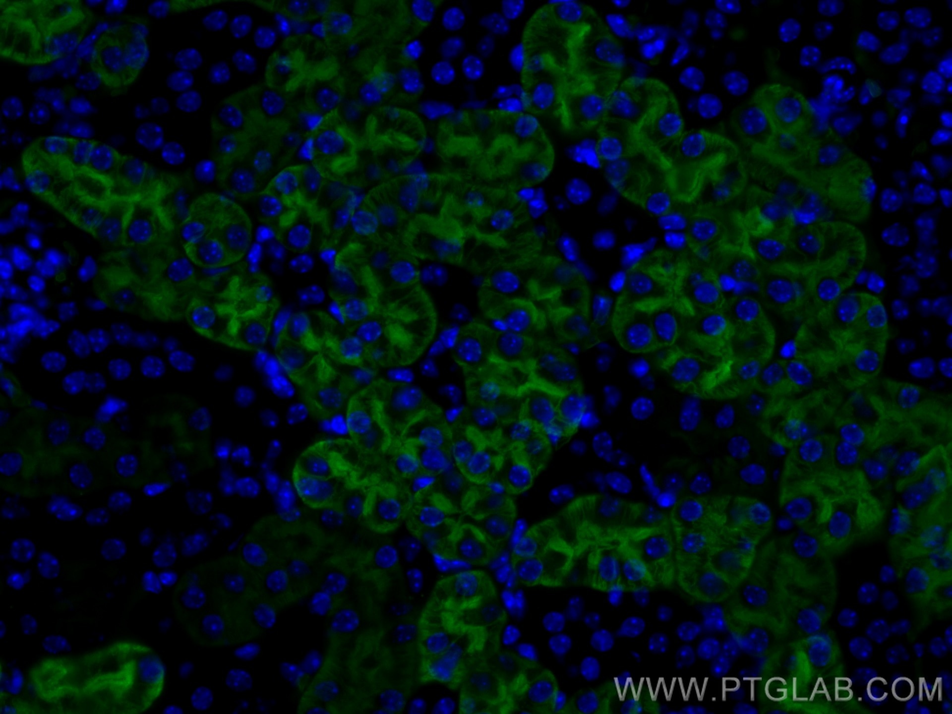 Immunofluorescence (IF) / fluorescent staining of mouse kidney tissue using CoraLite® Plus 488-conjugated AQP1 Polyclonal anti (CL488-20333)