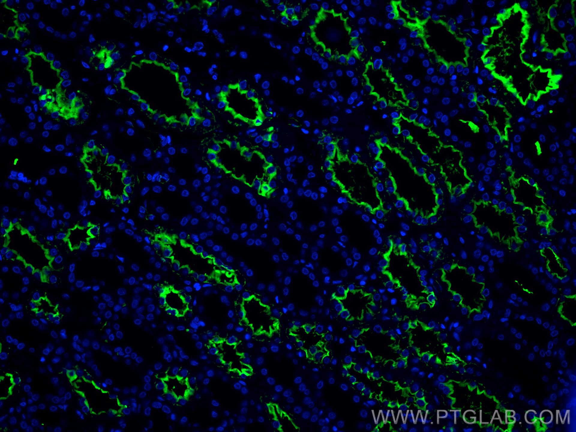 Immunofluorescence (IF) / fluorescent staining of human kidney tissue using CoraLite® Plus 488-conjugated AQP1 Monoclonal anti (CL488-66805)