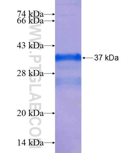 AQP10 fusion protein Ag25842 SDS-PAGE