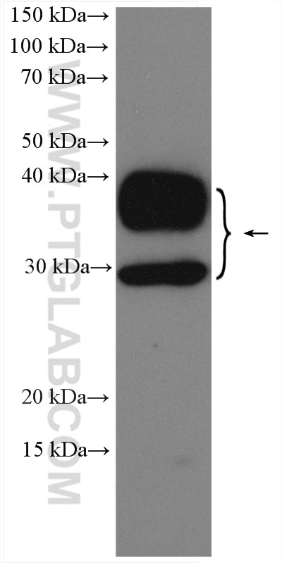 Western Blot (WB) analysis of mouse kidney tissue using AQP2 Polyclonal antibody (29386-1-AP)