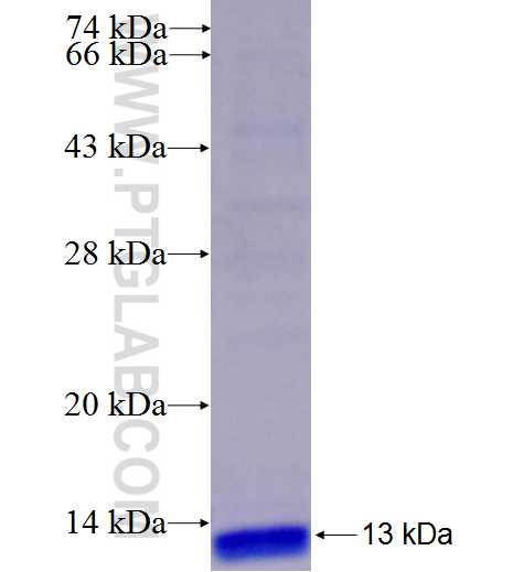AQP3 fusion protein Ag23132 SDS-PAGE