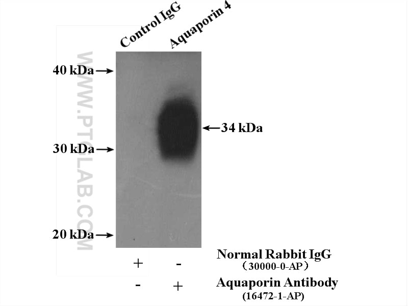 Immunoprecipitation (IP) experiment of mouse heart tissue using Aquaporin 4 Polyclonal antibody (16473-1-AP)