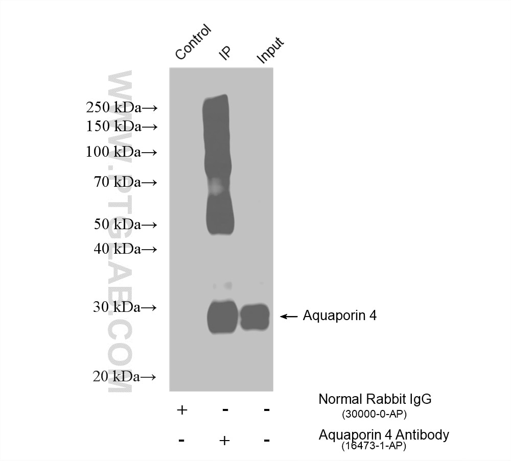 IP experiment of mouse brain using 16473-1-AP (same clone as 16473-1-PBS) Immunoprecipitation (IP) experiment of mouse brain tissue using Aquaporin 4 Polyclonal antibody (16473-1-AP)