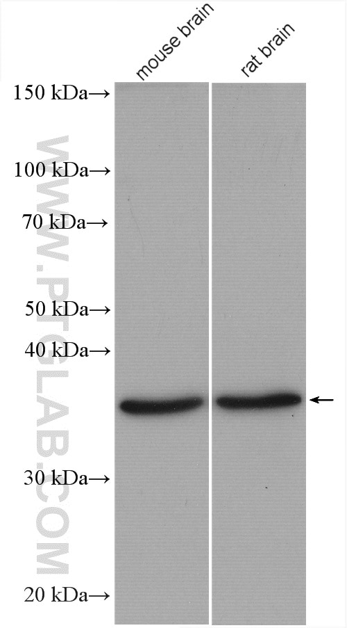 Western Blot (WB) analysis of various lysates using Aquaporin 4 Polyclonal antibody (16473-1-AP)