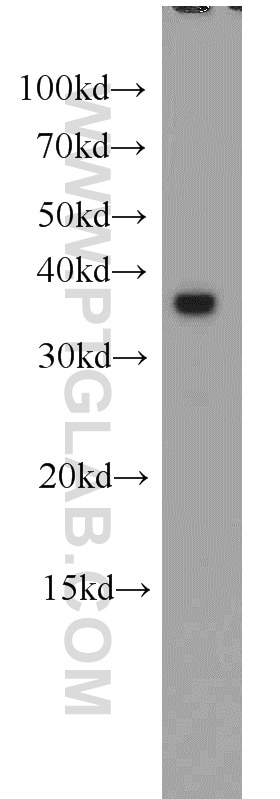 Western Blot (WB) analysis of mouse kidney tissue using Aquaporin 4 Polyclonal antibody (16473-1-AP)