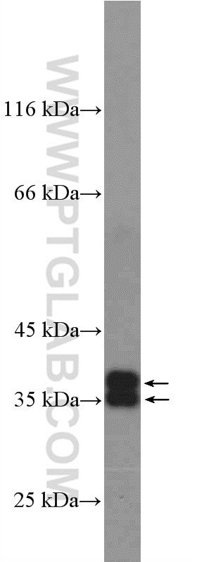 Western Blot (WB) analysis of mouse heart tissue using Aquaporin 4 Polyclonal antibody (16473-1-AP)