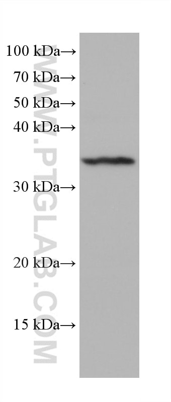 Western Blot (WB) analysis of rat spinal cord tissue using AQP4 Monoclonal antibody (68448-1-Ig)