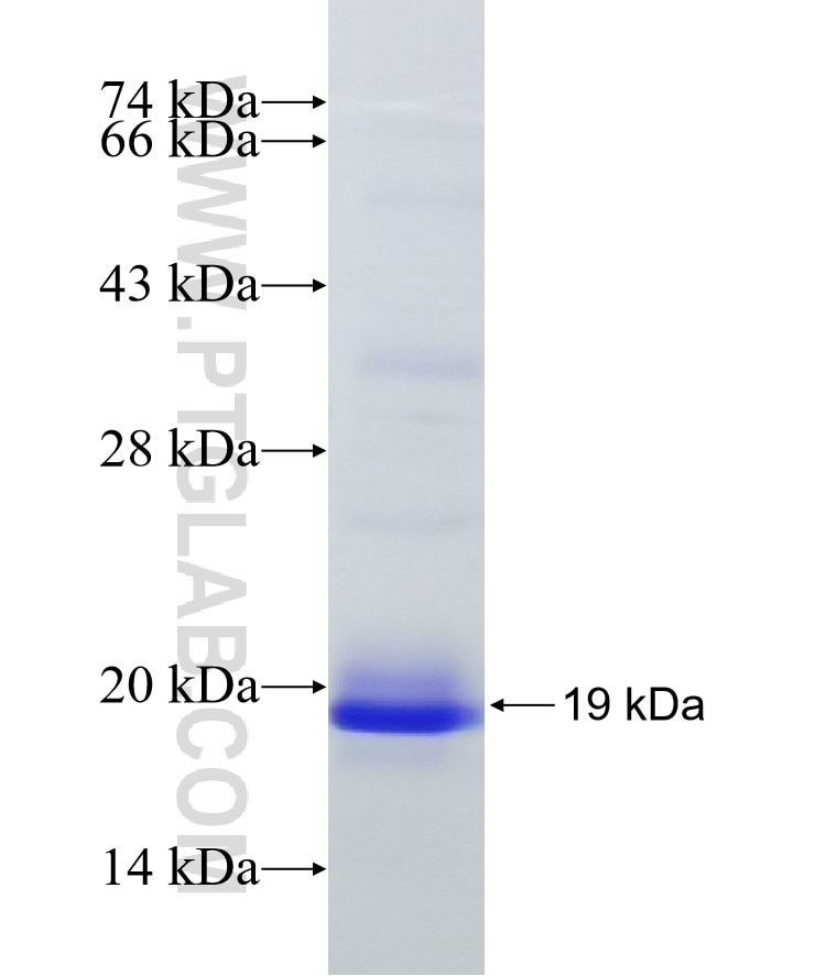 AQP4 fusion protein Ag9830 SDS-PAGE