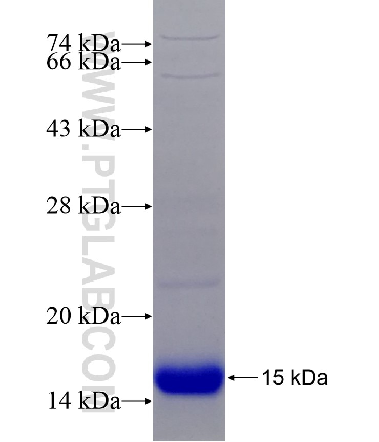 AQP5 fusion protein Ag14514 SDS-PAGE