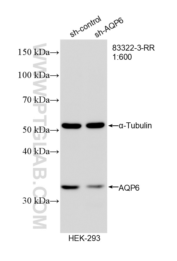 WB analysis of HEK-293 using 83322-3-RR Western Blot (WB) analysis of HEK-293 cells using AQP6 Recombinant monoclonal antibody (83322-3-RR)