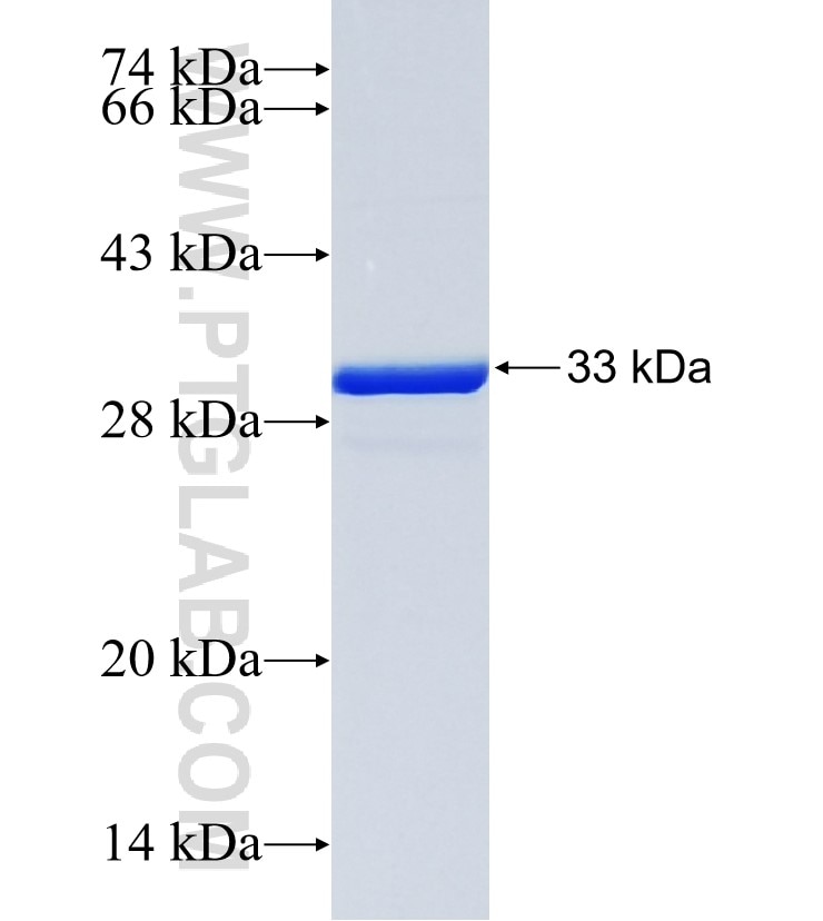 AQP6 fusion protein Ag26845 SDS-PAGE
