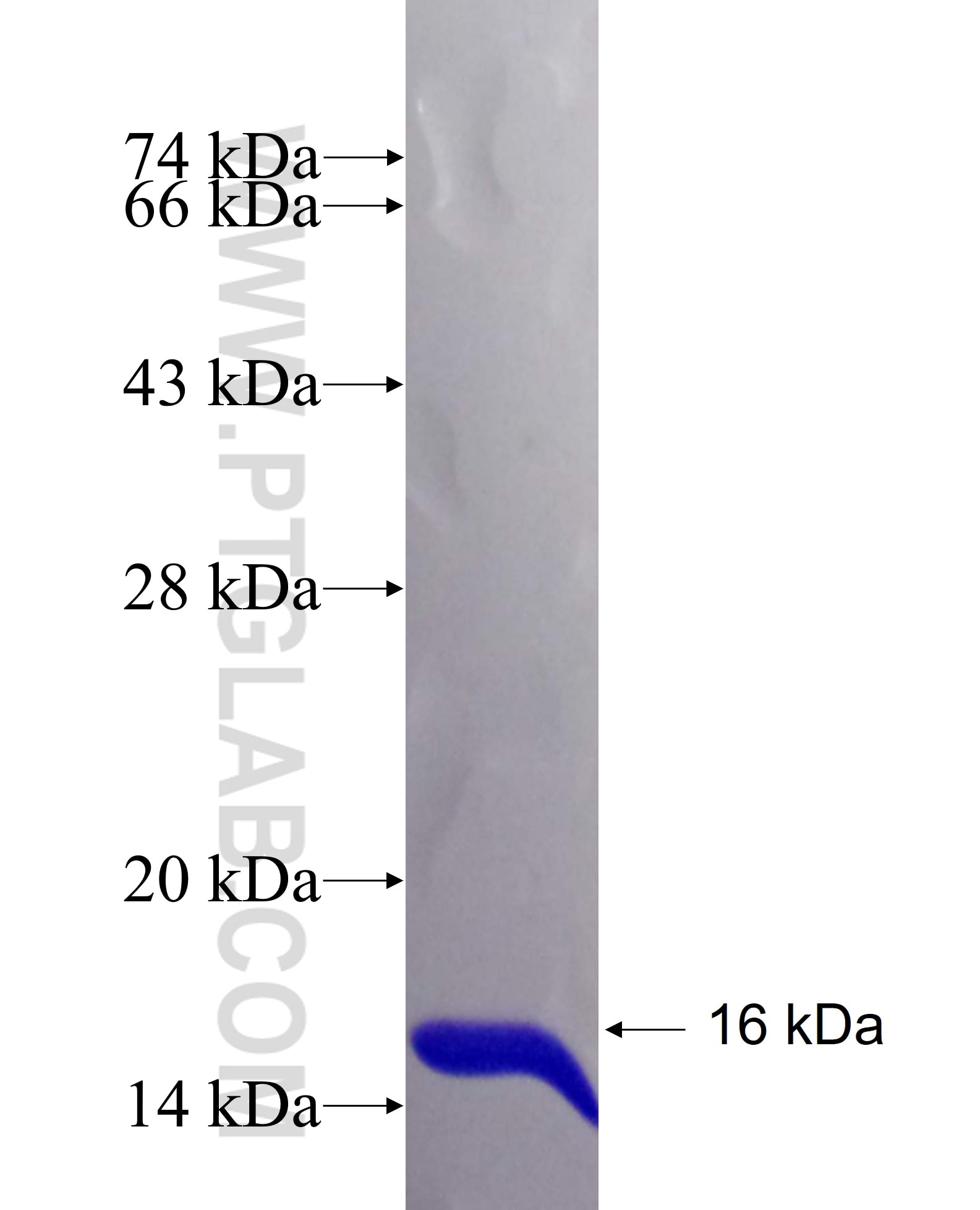 AQP6 fusion protein Ag26935 SDS-PAGE