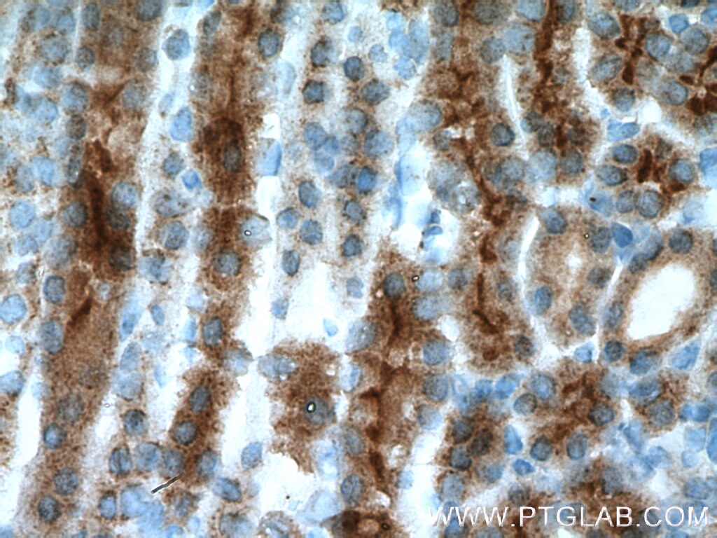 Immunohistochemistry (IHC) staining of mouse kidney tissue using AQP7 Polyclonal antibody (25131-1-AP)