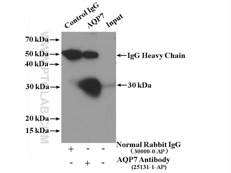 Immunoprecipitation (IP) experiment of mouse kidney tissue using AQP7 Polyclonal antibody (25131-1-AP)