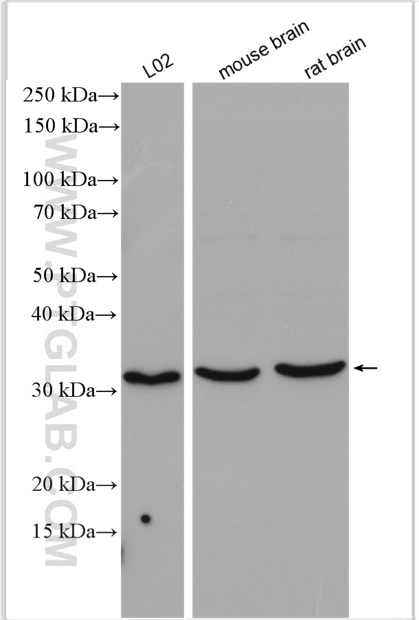 Western Blot (WB) analysis of various lysates using AQP9 Polyclonal antibody (20380-1-AP)