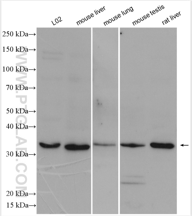 Western Blot (WB) analysis of various lysates using AQP9 Polyclonal antibody (20380-1-AP)
