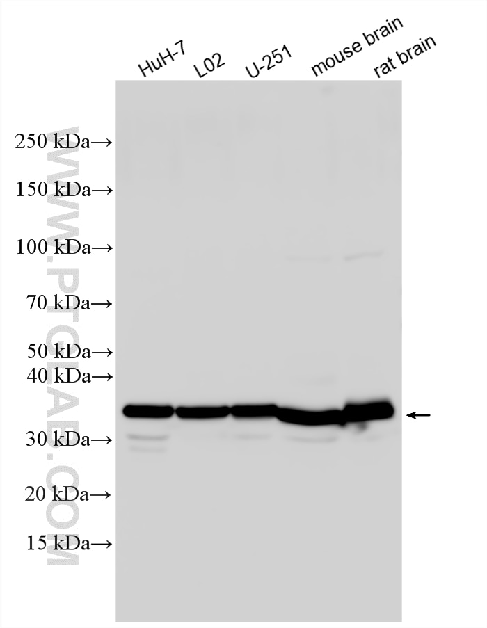 WB analysis using 20380-1-AP Western Blot (WB) analysis of various lysates using AQP9 Polyclonal antibody (20380-1-AP)