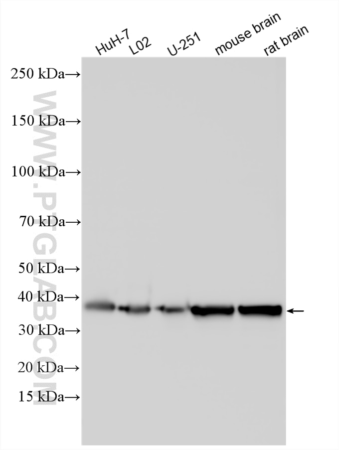WB analysis using 20380-1-AP (same clone as 20380-1-PBS) Western Blot (WB) analysis of various lysates using AQP9 Polyclonal antibody (20380-1-AP)