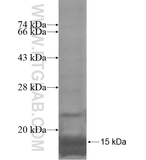 AQP9 fusion protein Ag14379 SDS-PAGE