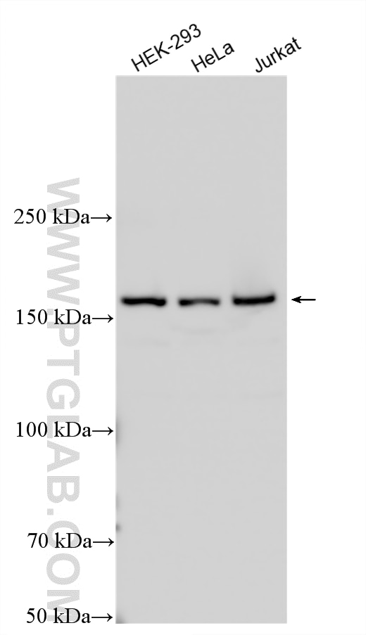 WB analysis using 24342-1-AP Western Blot (WB) analysis of various lysates using AQR Polyclonal antibody (24342-1-AP)