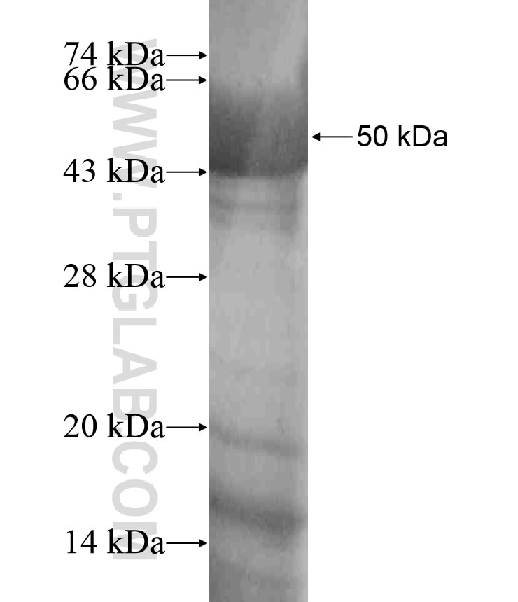 AQR fusion protein Ag17894 SDS-PAGE
