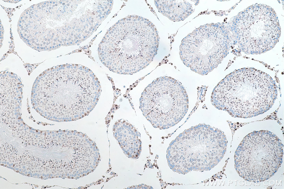 Immunohistochemistry (IHC) staining of rat testis tissue using androgen receptor Monoclonal antibody (66747-1-Ig)