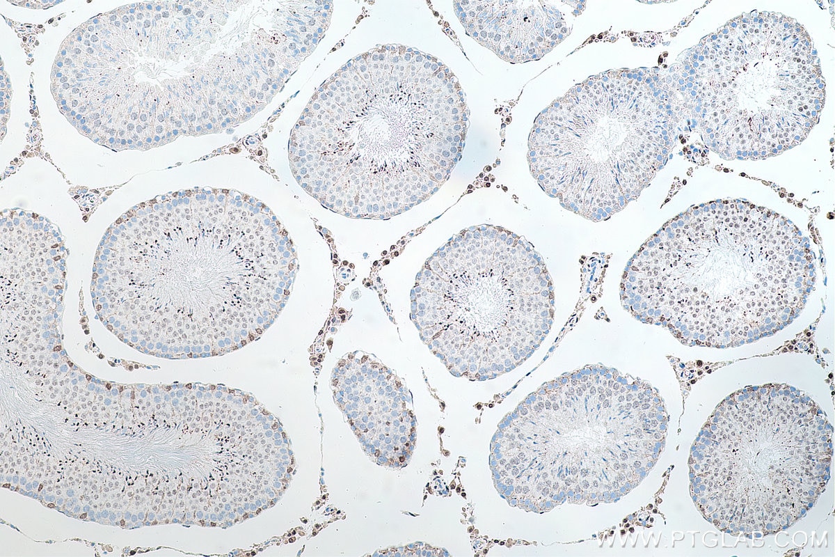 IHC staining of rat testis using 66747-1-Ig