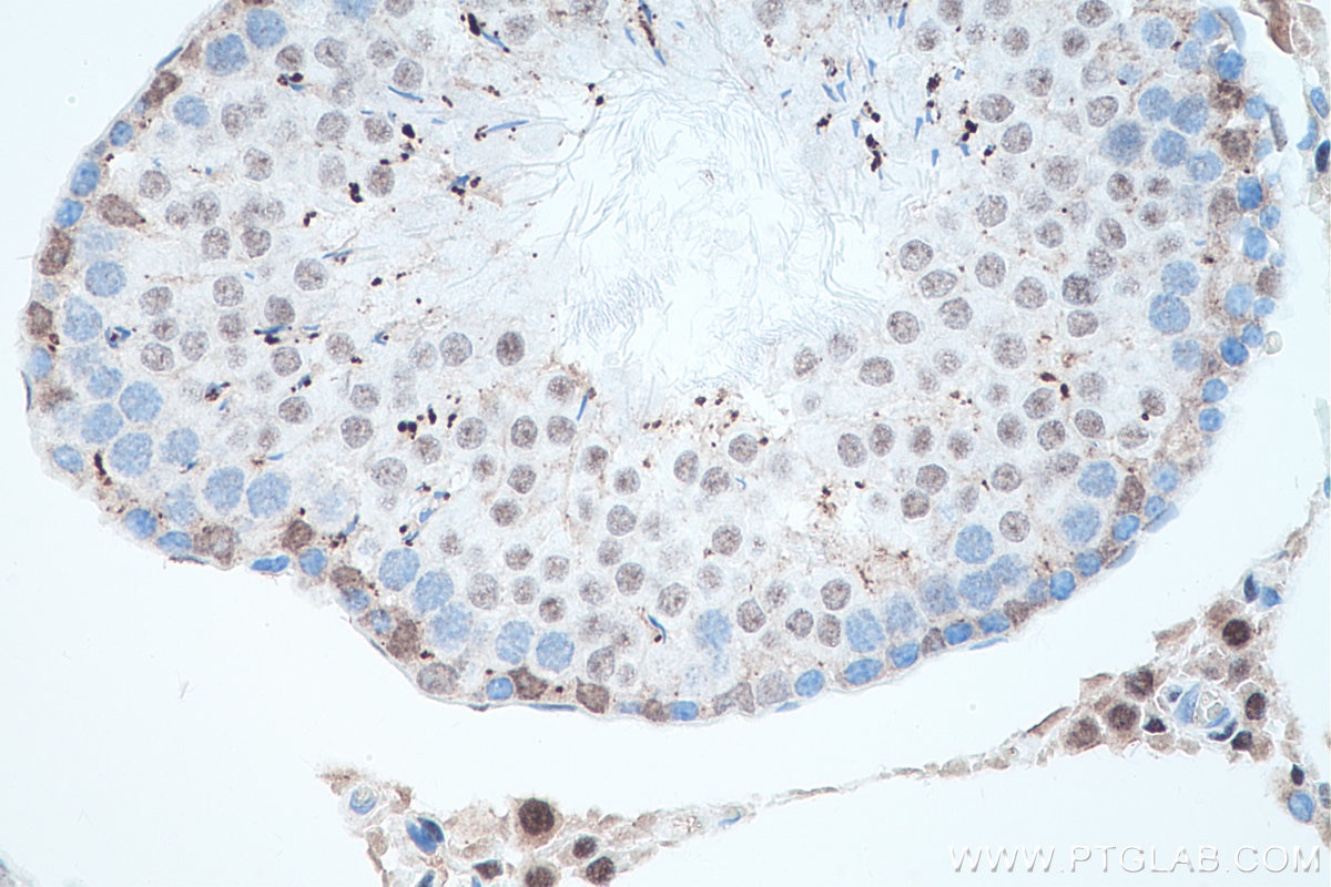 Immunohistochemistry (IHC) staining of rat testis tissue using androgen receptor Monoclonal antibody (66747-1-Ig)