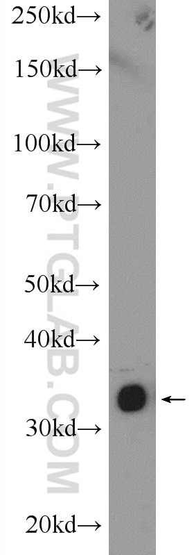 Western Blot (WB) analysis of NIH/3T3 cells using ARAF Polyclonal antibody (22129-1-AP)