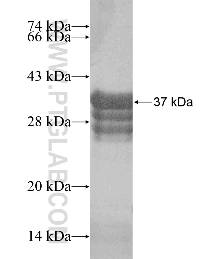 ARAF fusion protein Ag17588 SDS-PAGE