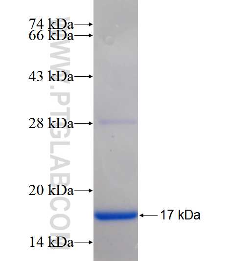 ARAF fusion protein Ag18020 SDS-PAGE