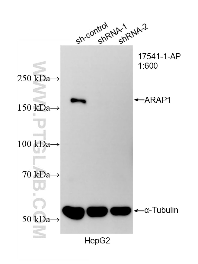 WB analysis of HepG2 using 17541-1-AP Western Blot (WB) analysis of HepG2 cells using ARAP1 Polyclonal antibody (17541-1-AP)