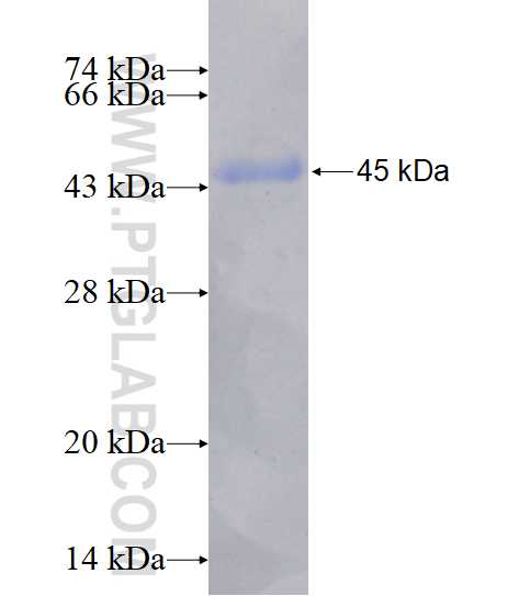 ARAP3 fusion protein Ag17436 SDS-PAGE