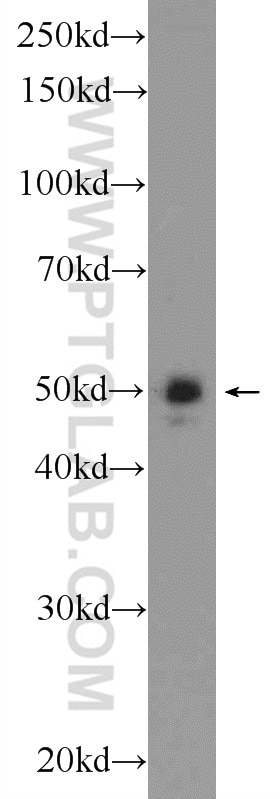 Western Blot (WB) analysis of mouse brain tissue using ARC/ARG3.1 Polyclonal antibody (16290-1-AP)