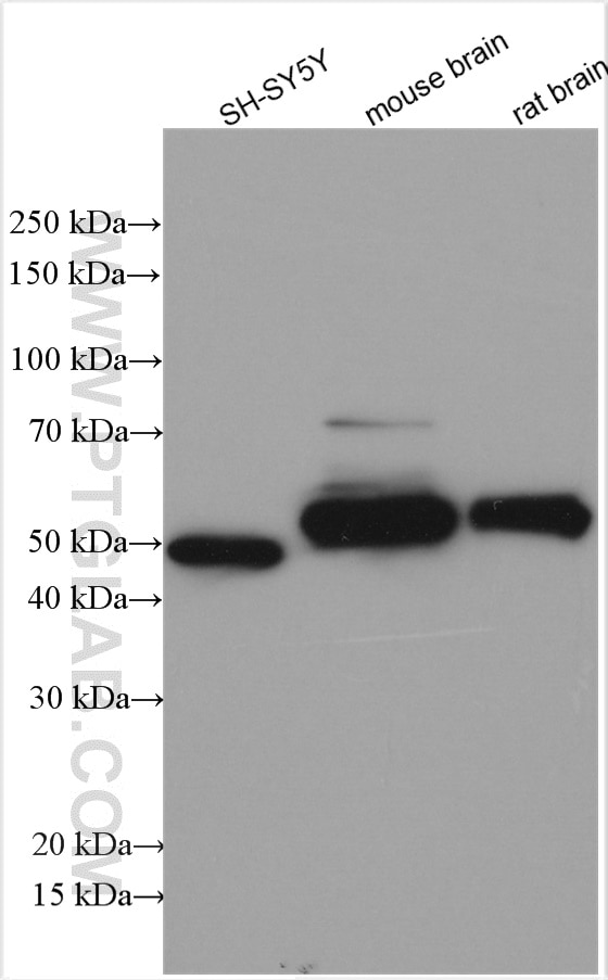 Western Blot (WB) analysis of various lysates using ARC/ARG3.1 Polyclonal antibody (16290-1-AP)