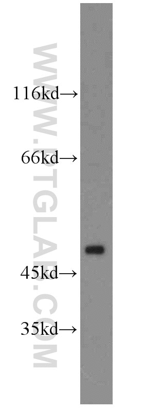 Western Blot (WB) analysis of SH-SY5Y cells using ARC/ARG3.1 Polyclonal antibody (16290-1-AP)