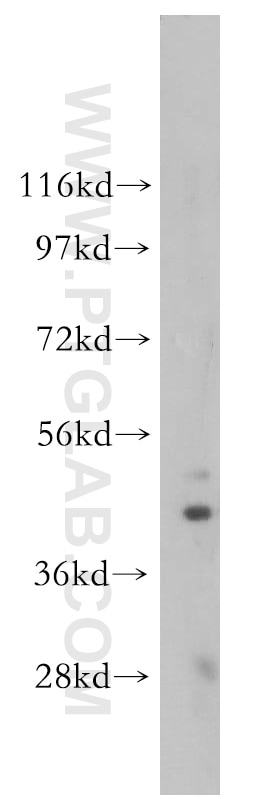Western Blot (WB) analysis of SH-SY5Y cells using ARC/ARG3.1 Polyclonal antibody (16290-1-AP)
