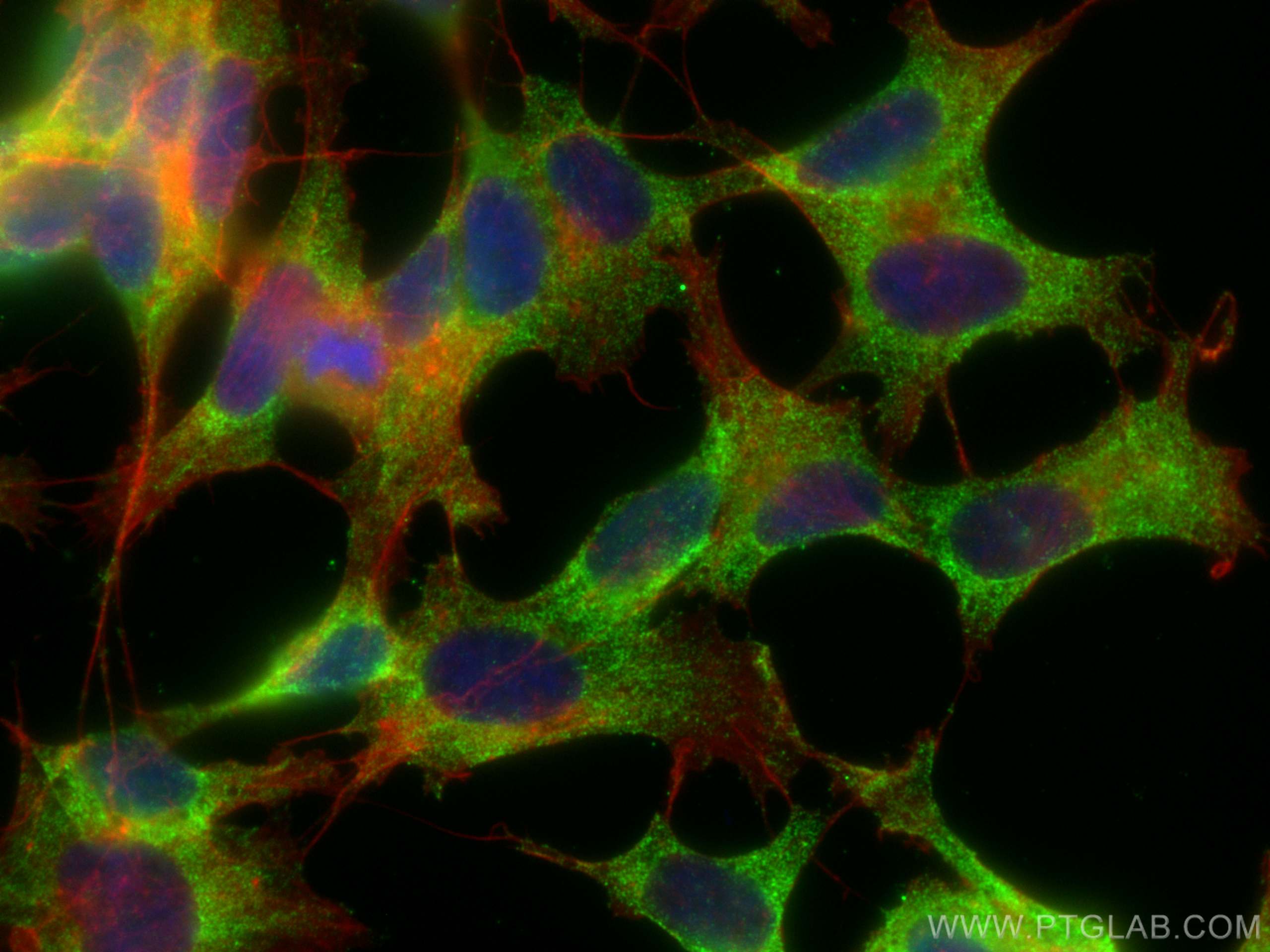 Immunofluorescence (IF) / fluorescent staining of SH-SY5Y cells using ARC Monoclonal antibody (66550-1-Ig)