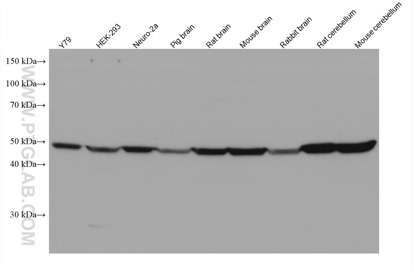 Western Blot (WB) analysis of various lysates using ARC Monoclonal antibody (66550-1-Ig)