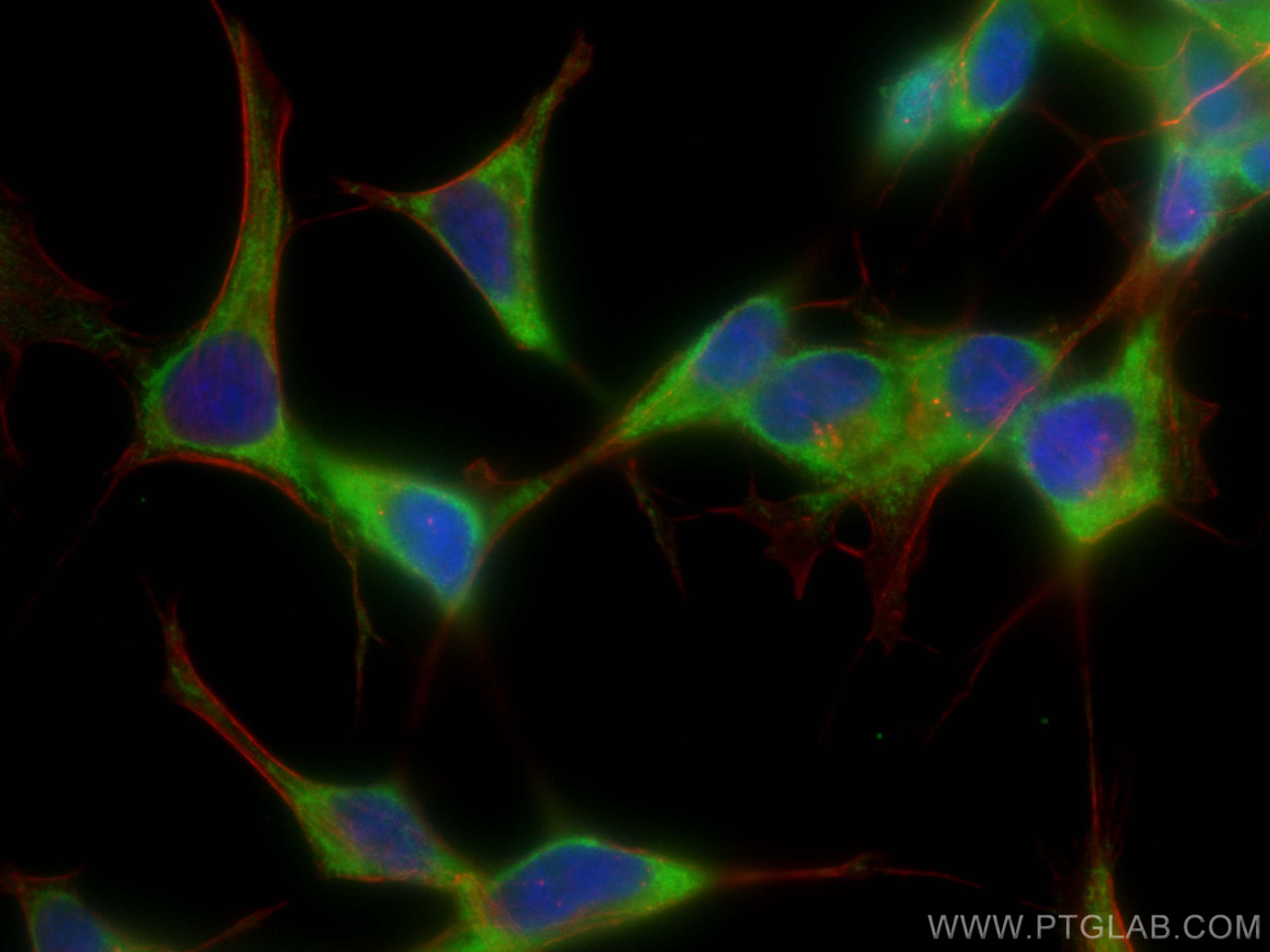 Immunofluorescence (IF) / fluorescent staining of SH-SY5Y cells using CoraLite® Plus 488-conjugated ARC Monoclonal antib (CL488-66550)