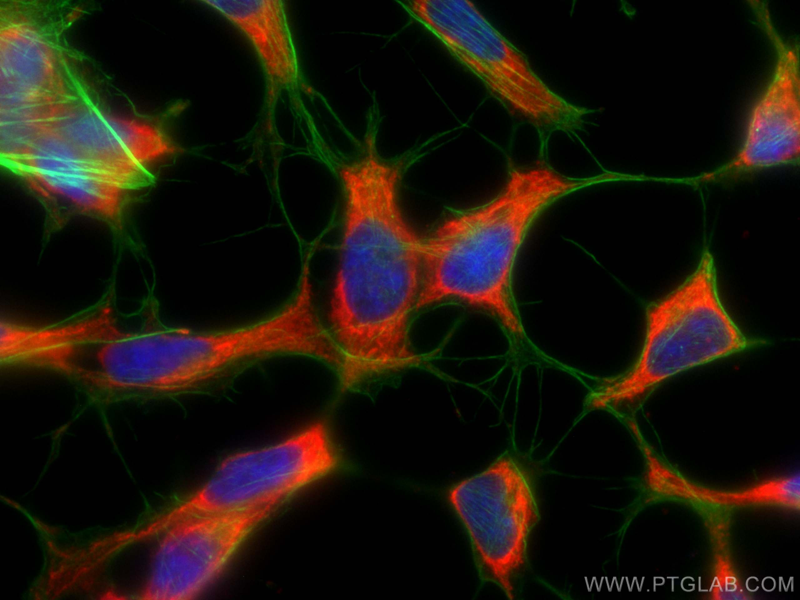 Immunofluorescence (IF) / fluorescent staining of SH-SY5Y cells using CoraLite®594-conjugated ARC Monoclonal antibody (CL594-66550)