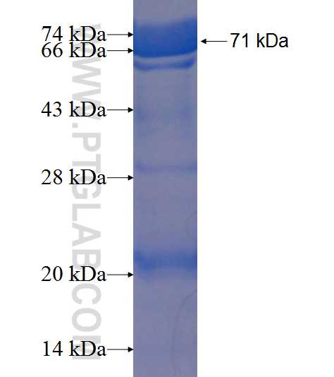 ARC fusion protein Ag9445 SDS-PAGE