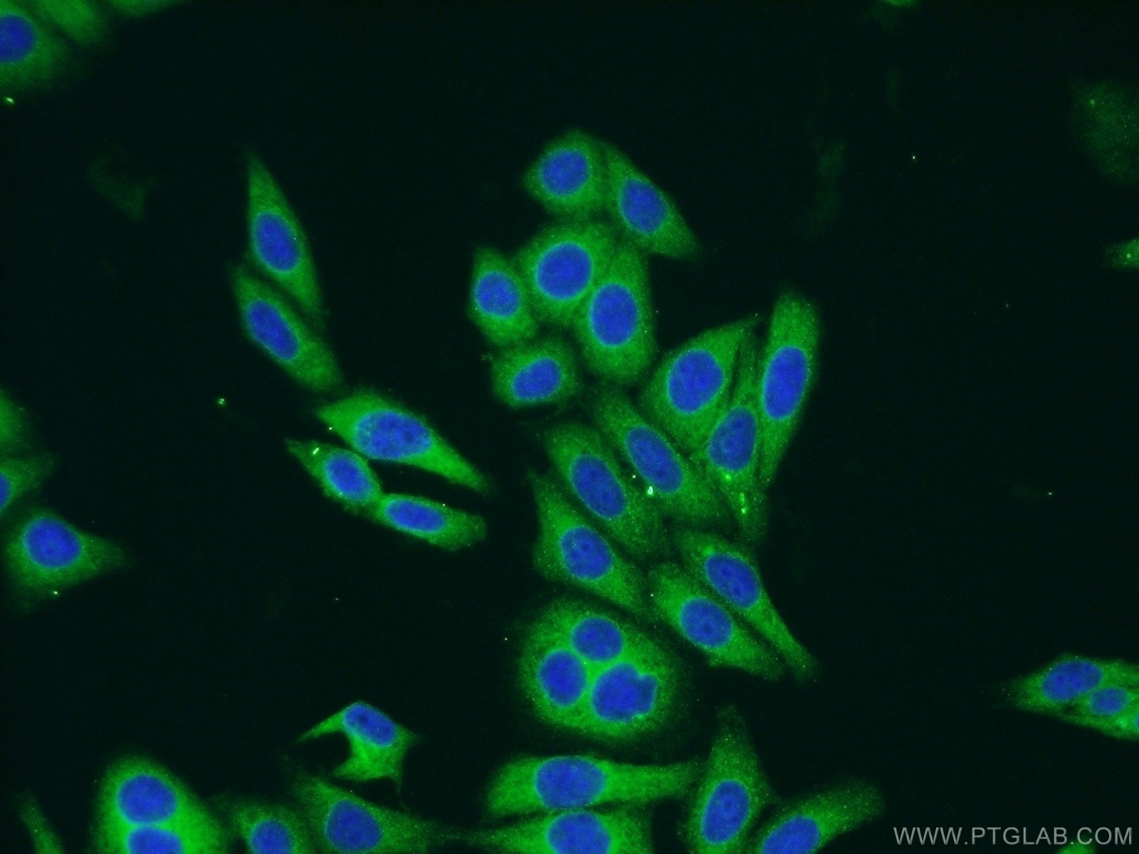 IF Staining of HepG2 using 23843-1-AP