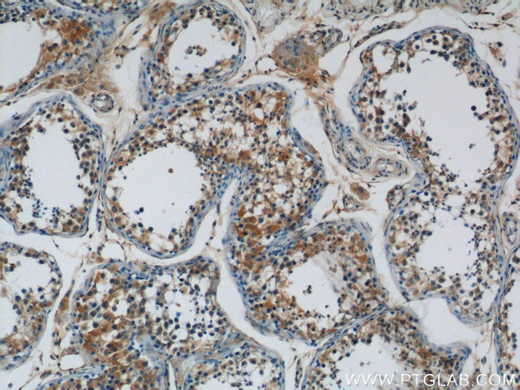 Immunohistochemistry (IHC) staining of human testis tissue using ARCN1 Polyclonal antibody (23843-1-AP)
