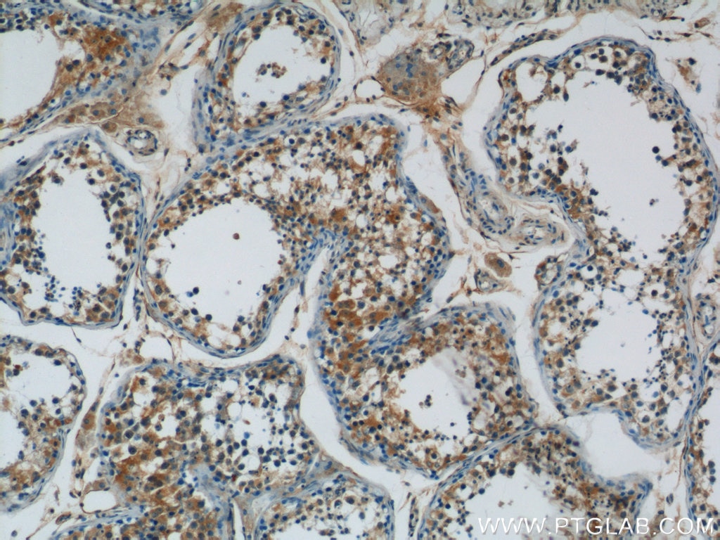 Immunohistochemistry (IHC) staining of human testis tissue using ARCN1 Polyclonal antibody (23843-1-AP)